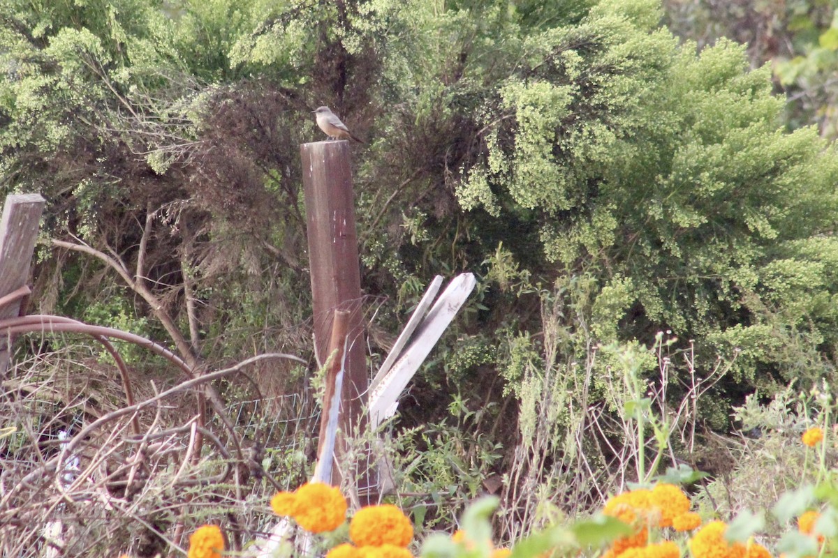 Mosquero Llanero - ML644218762