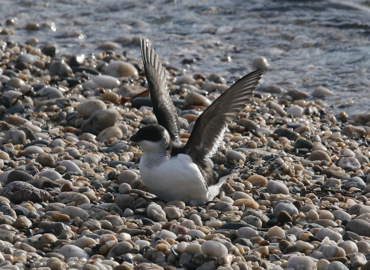 Mergule nain - ML644218764