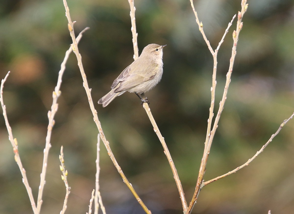 チフチャフ（tristis） - ML644218778