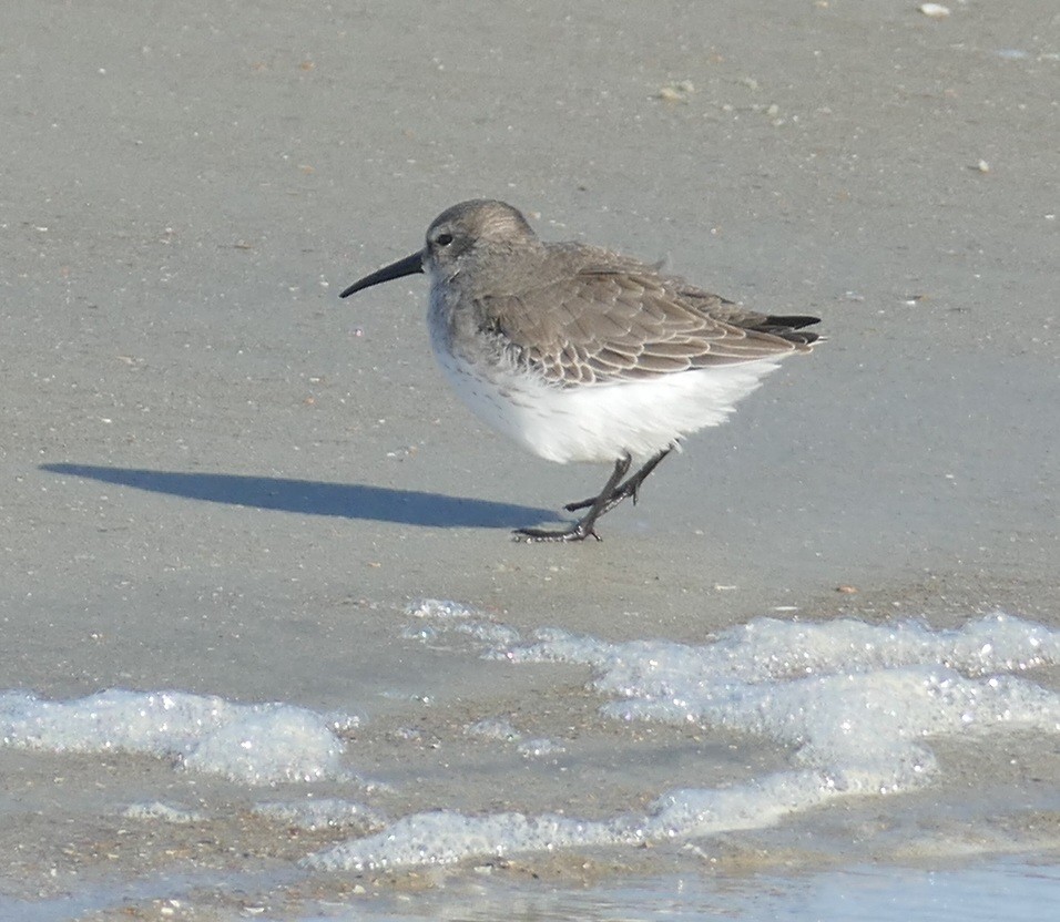 ハマシギ - ML644218785