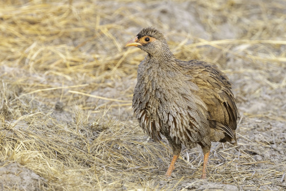 Red-necked Spurfowl - ML644218820