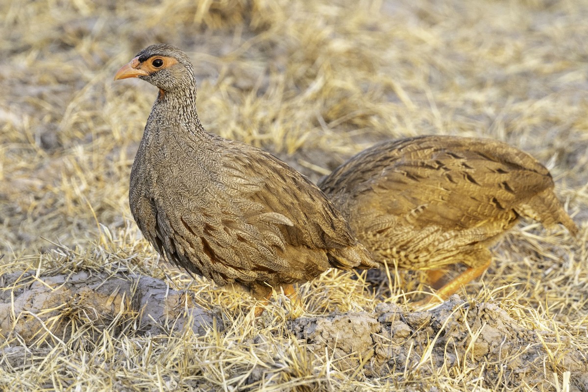 Red-necked Spurfowl - ML644218821