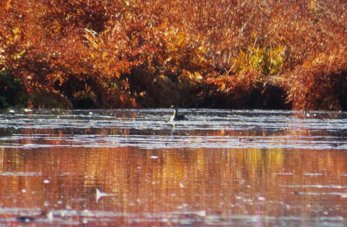 Red-necked Grebe - ML644218827