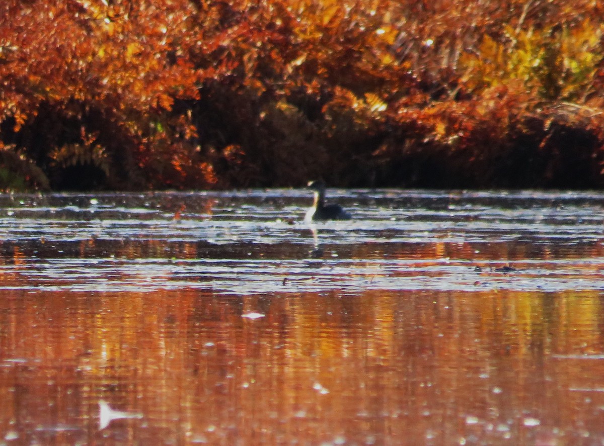 Red-necked Grebe - ML644218831