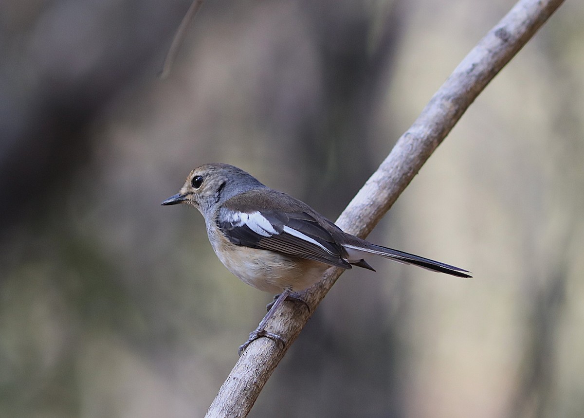 Madagascar Magpie-Robin (White-winged) - ML644218833