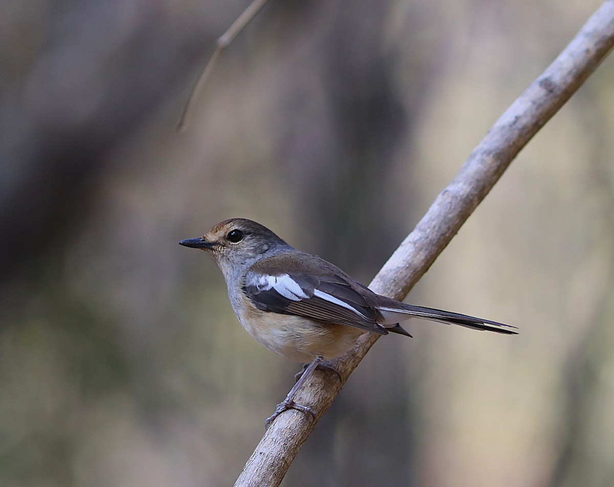 Madagascar Magpie-Robin (White-winged) - ML644218834