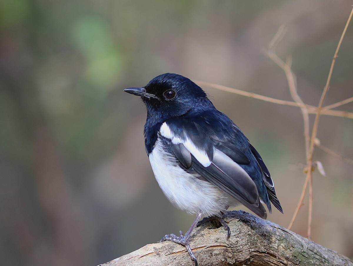 Madagascar Magpie-Robin (White-winged) - ML644218835