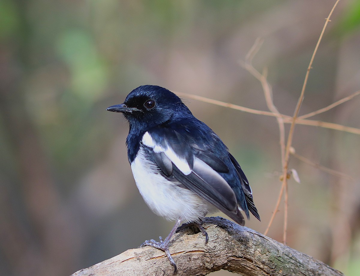 Madagascar Magpie-Robin (White-winged) - ML644218836