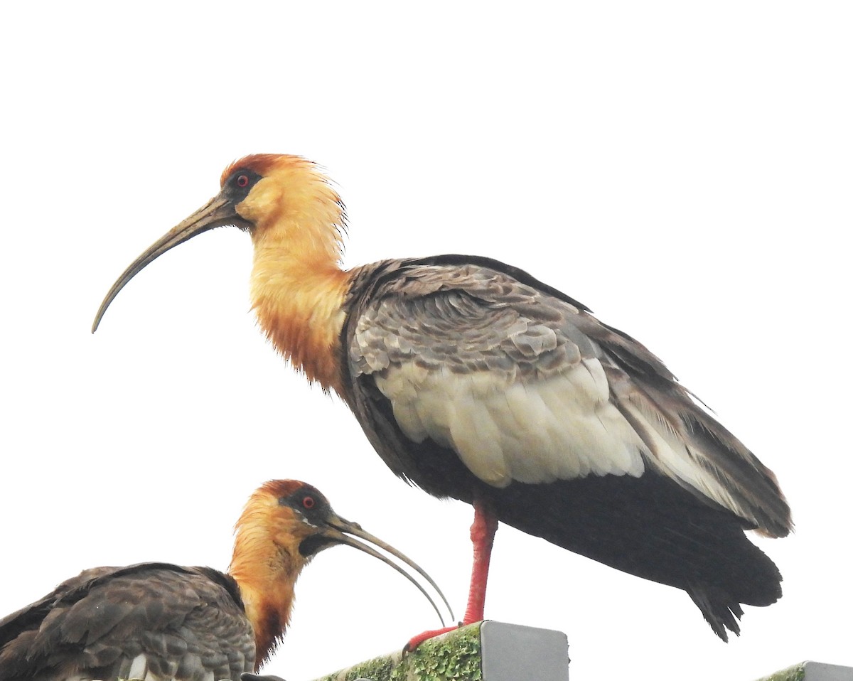 Buff-necked Ibis - ML644218847