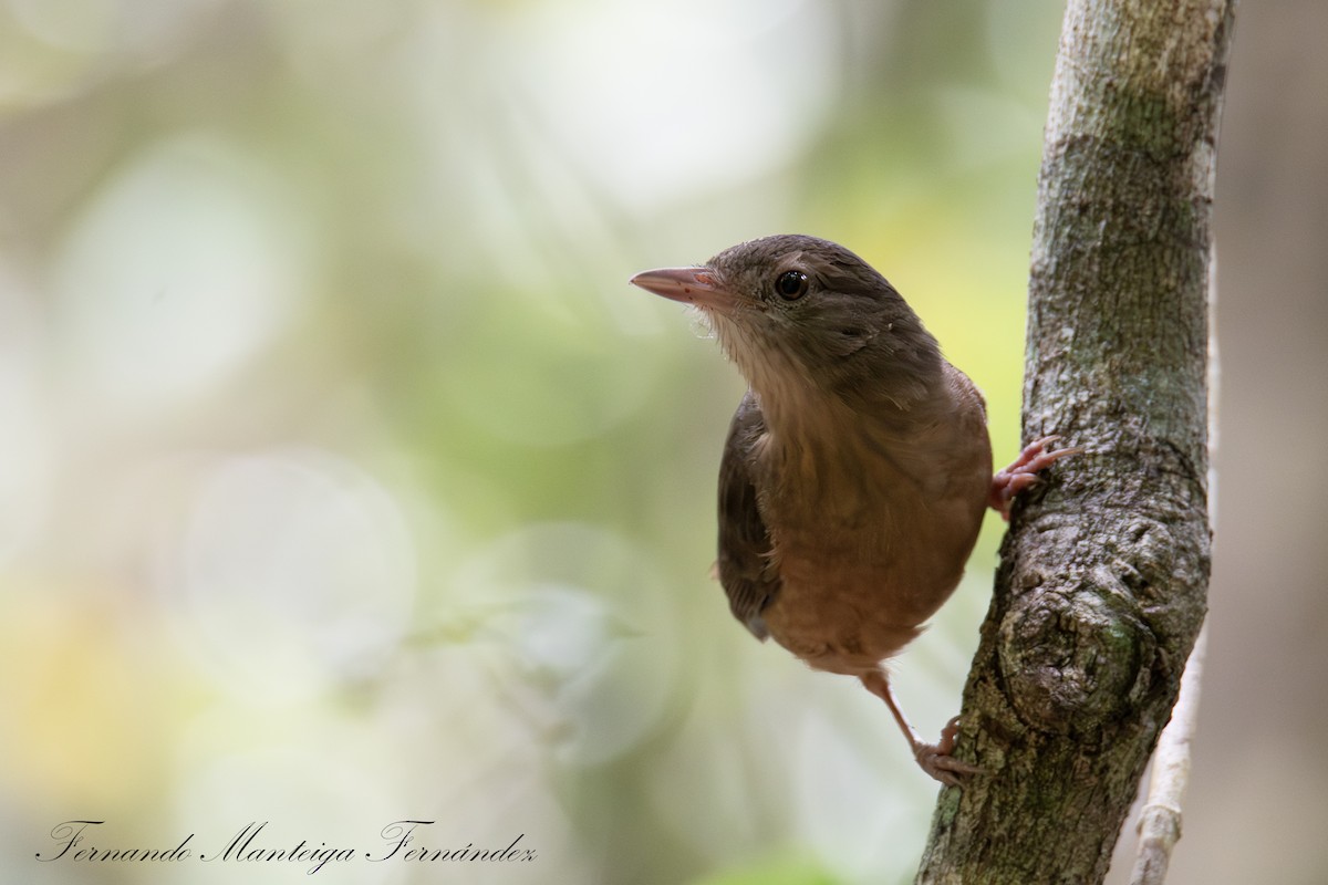 Little Shrikethrush (Rufous) - ML644218849