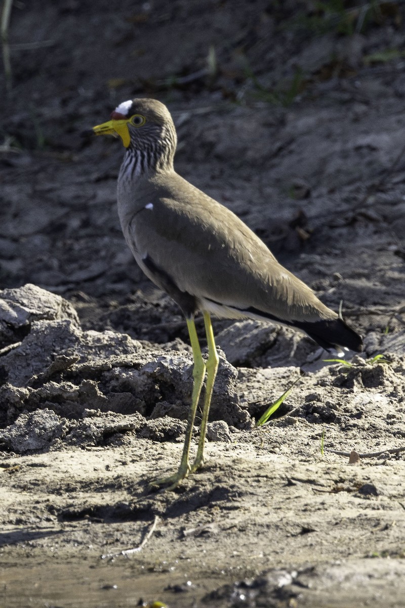 Wattled Lapwing - ML644218852