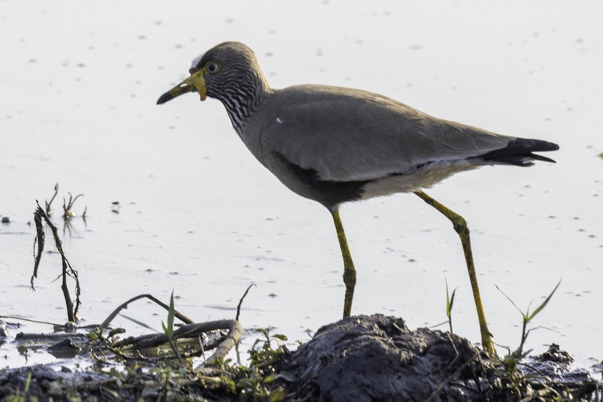 Wattled Lapwing - ML644218853