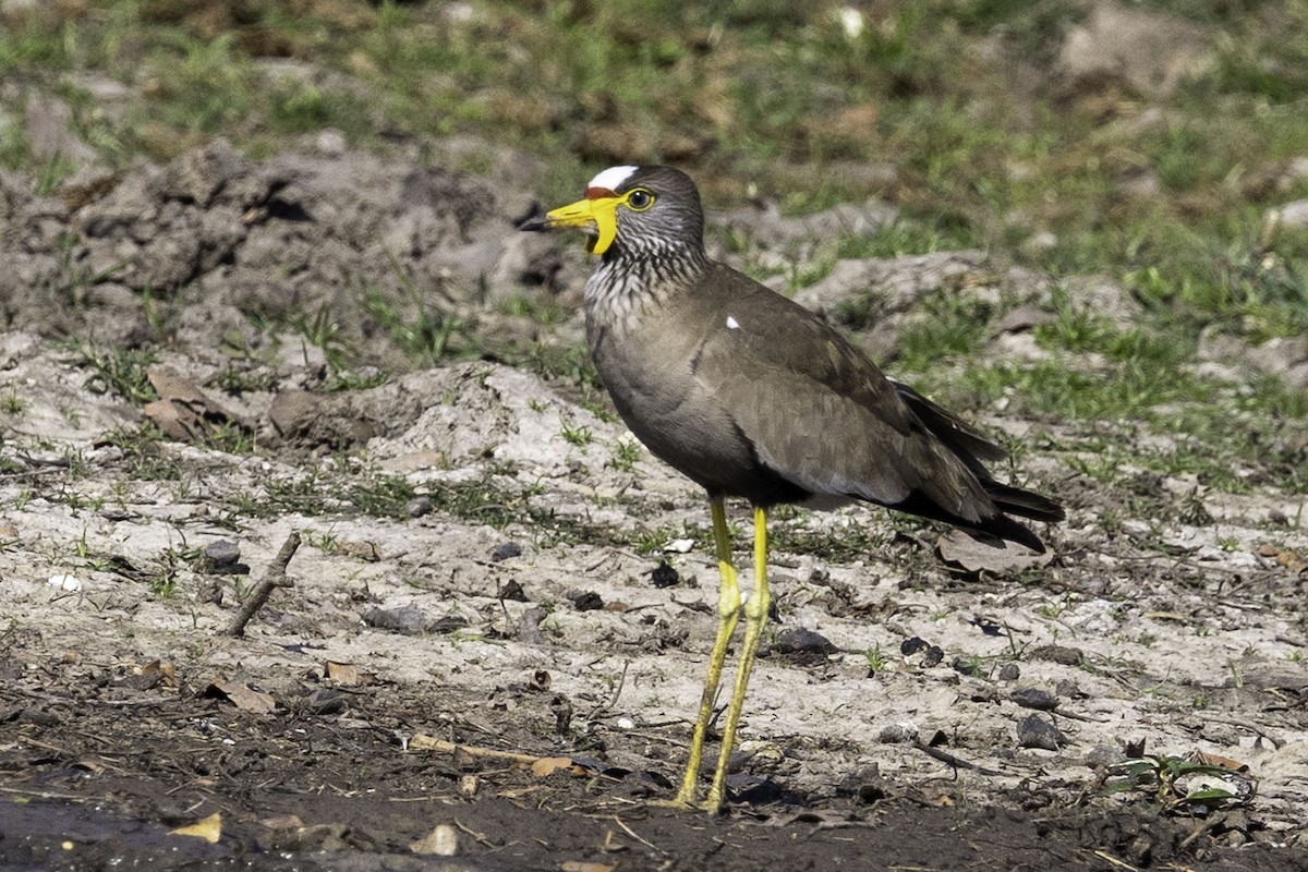 Wattled Lapwing - ML644218854