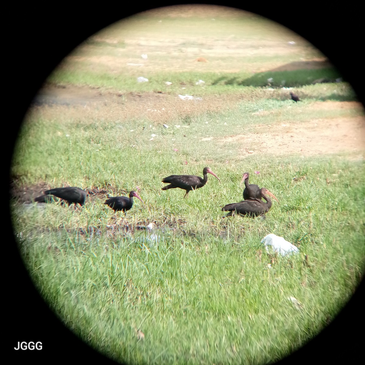 Bare-faced Ibis - ML644218855