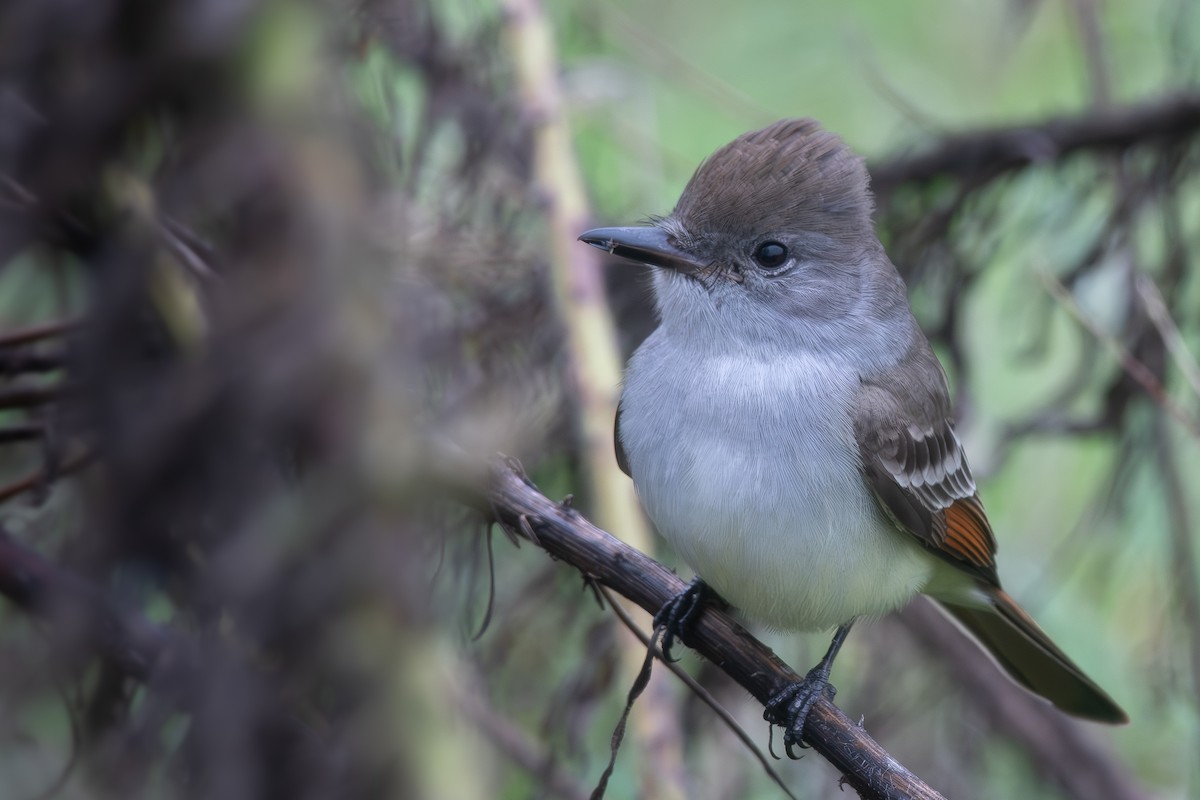 Ash-throated Flycatcher - ML644218857
