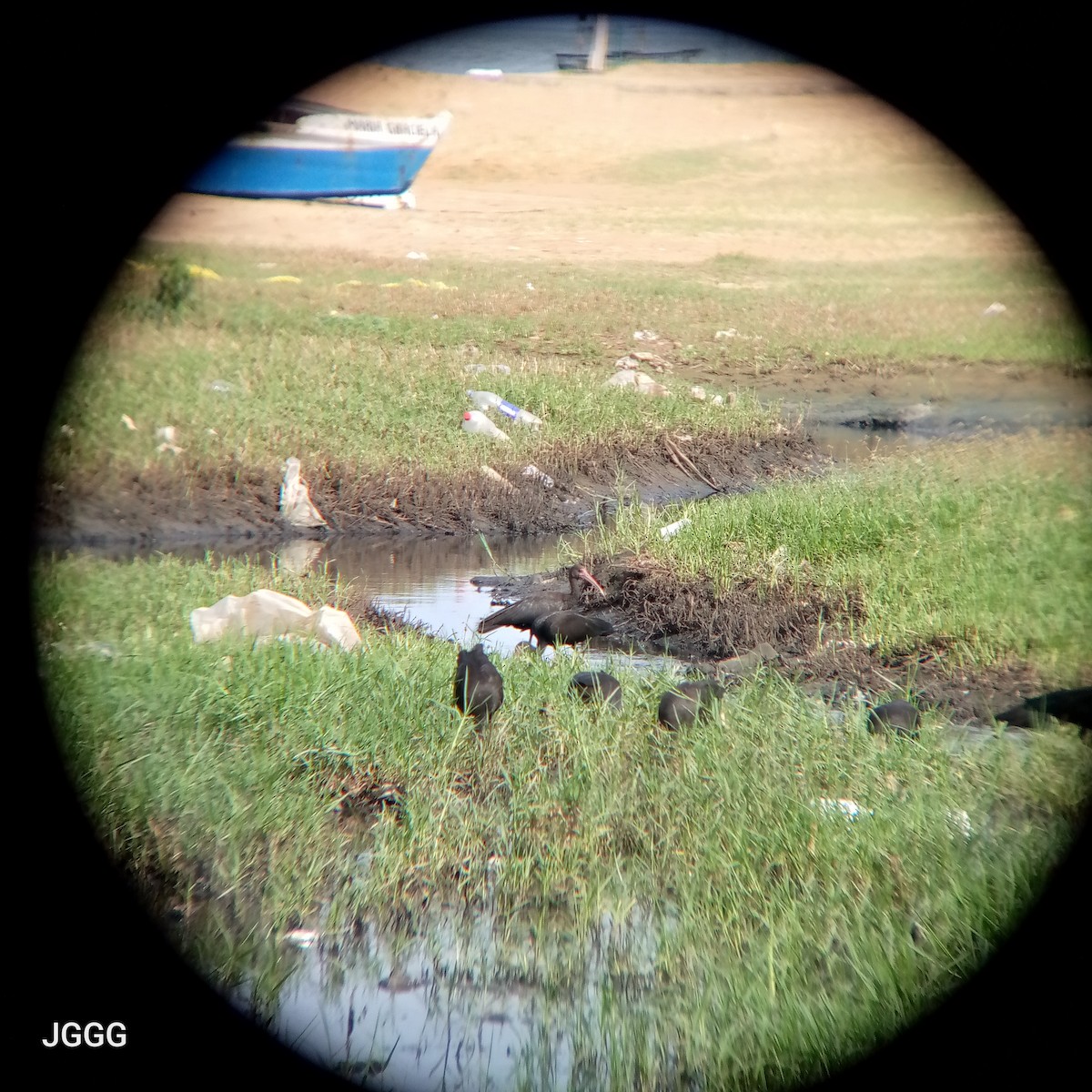 Bare-faced Ibis - ML644218872