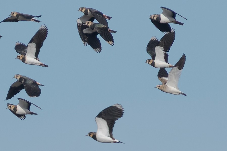 Vanneau sociable - ML644218906