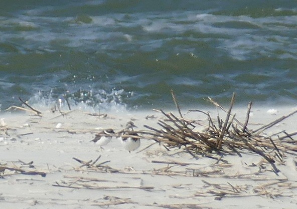 ミズカキチドリ - ML644218908