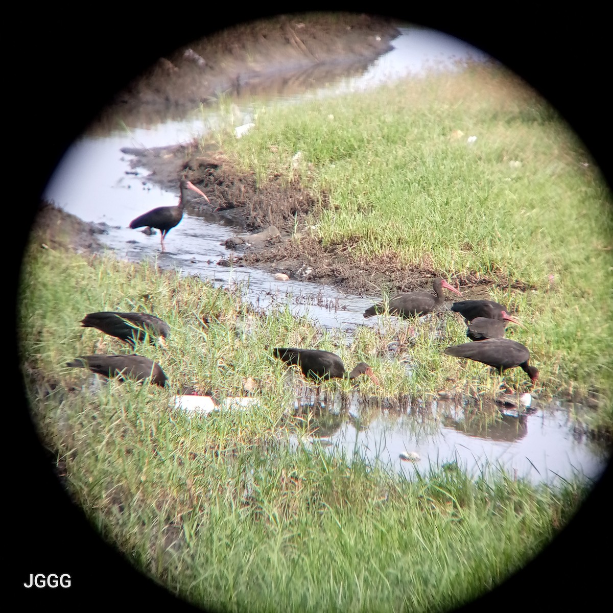 Bare-faced Ibis - ML644218910