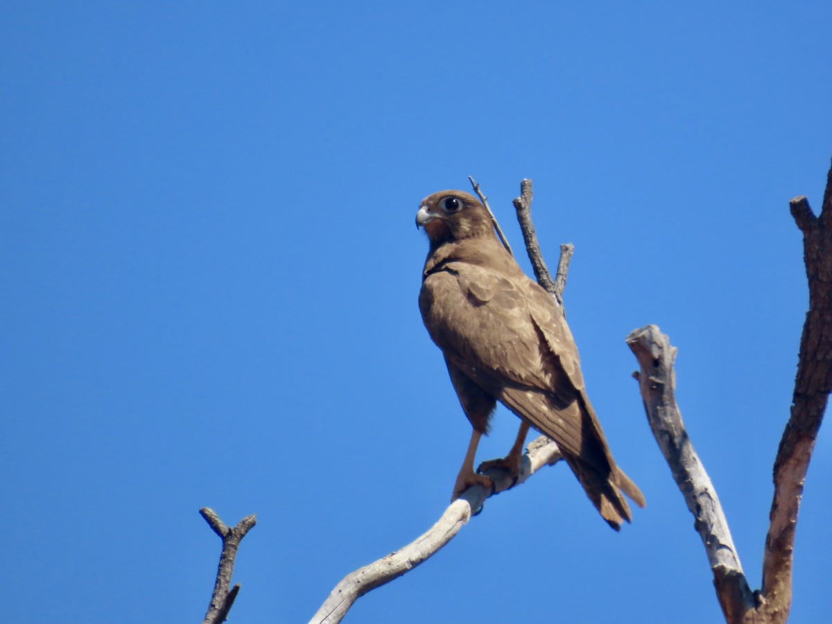 Black Falcon - ML644218920