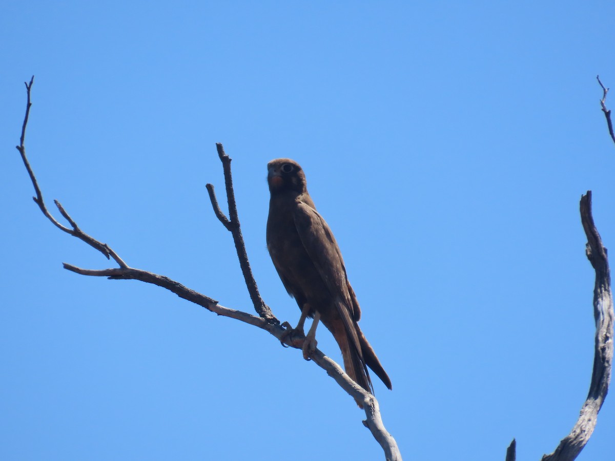 Black Falcon - ML644218921