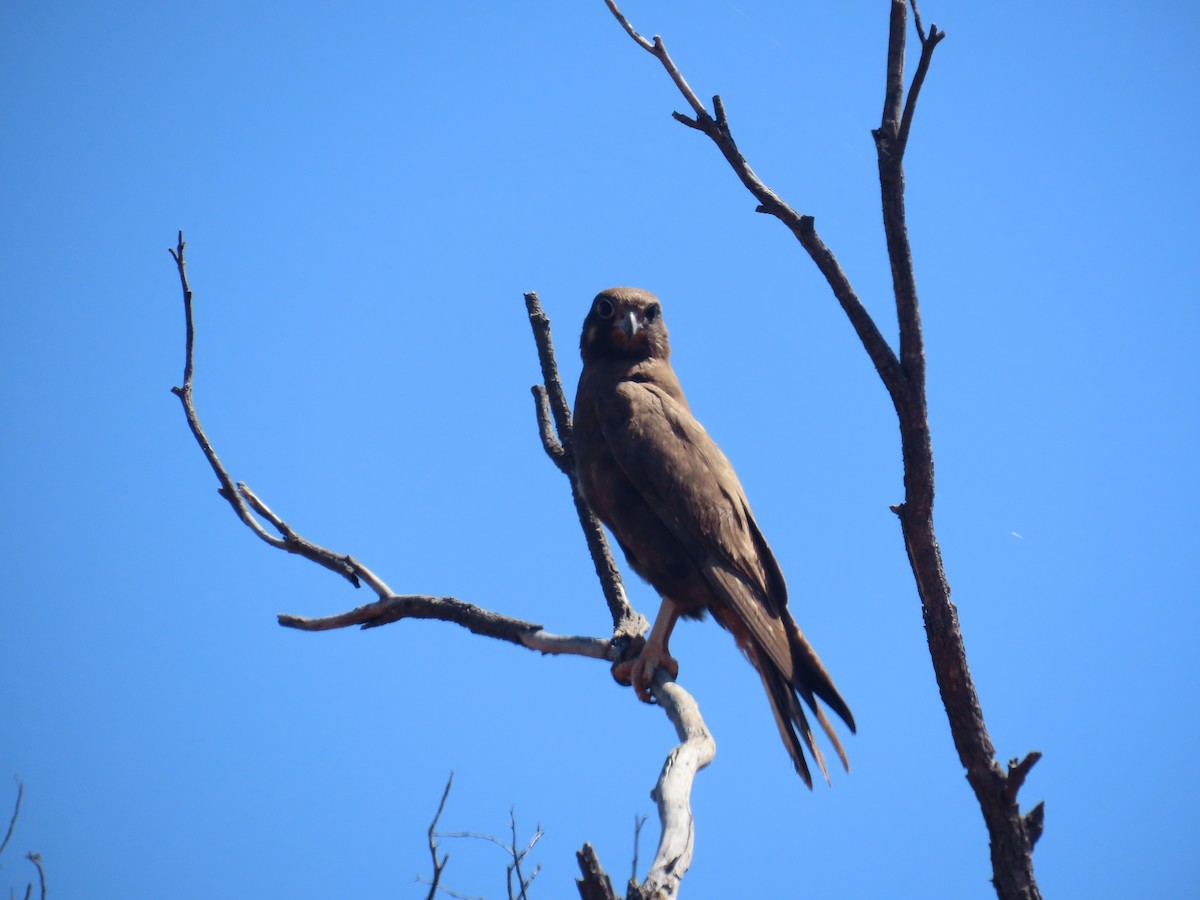 Black Falcon - ML644218922