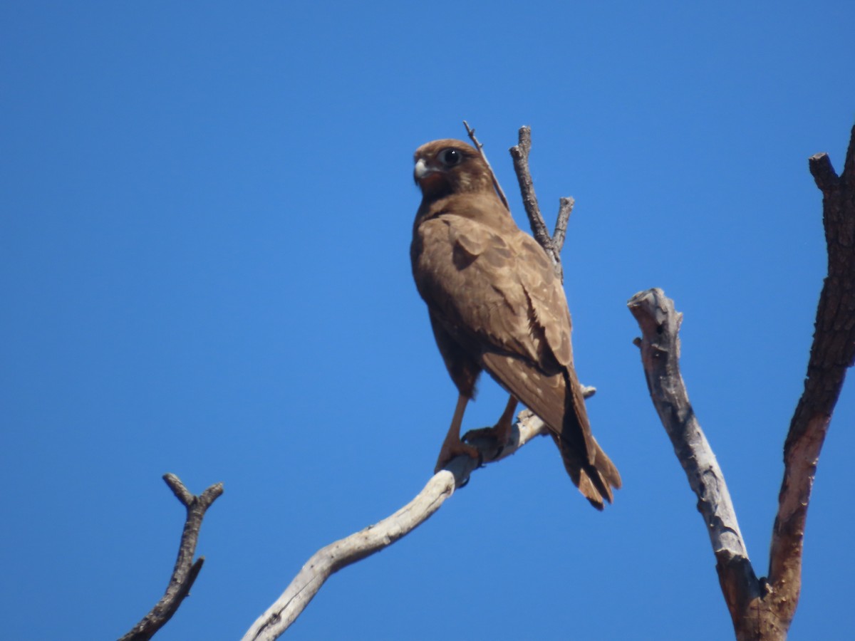 Black Falcon - ML644218923