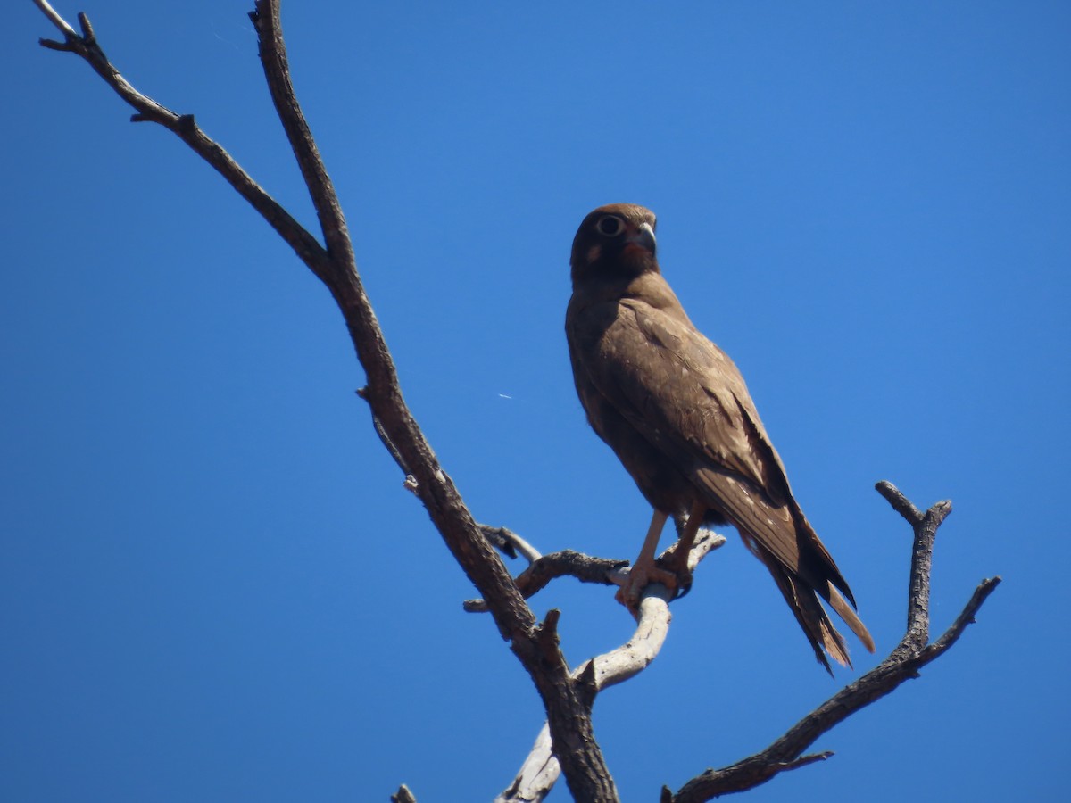 Black Falcon - ML644218924