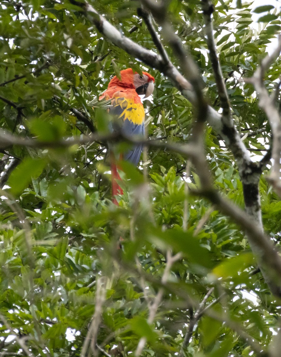 Scarlet Macaw - ML644218928