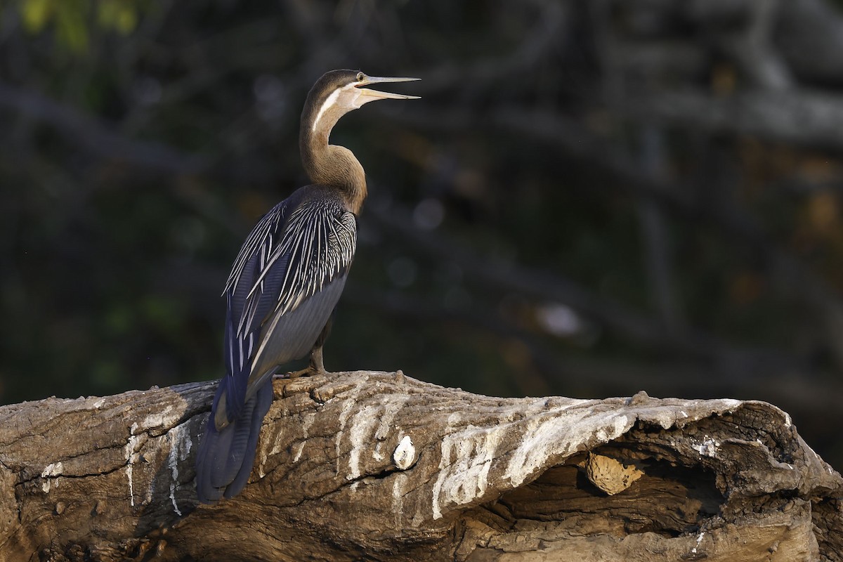 anhinga africká - ML644218944