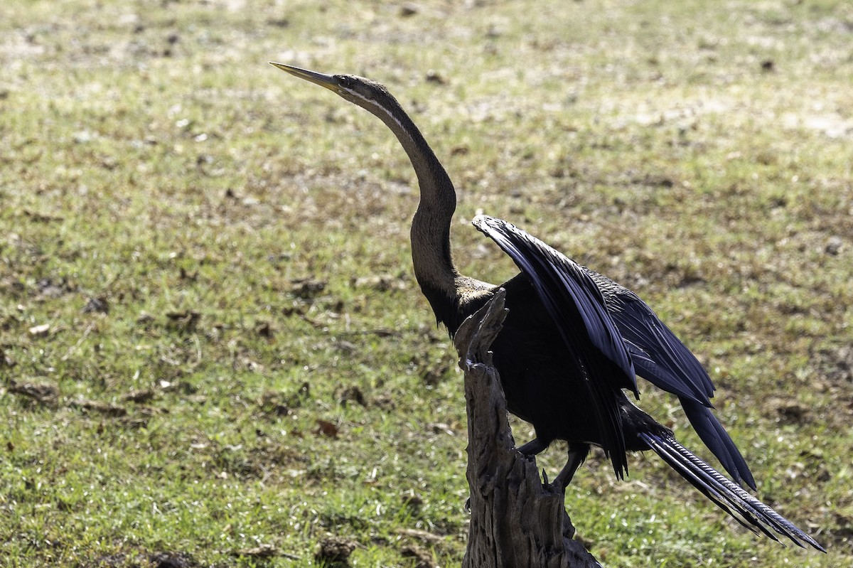 anhinga africká - ML644218945