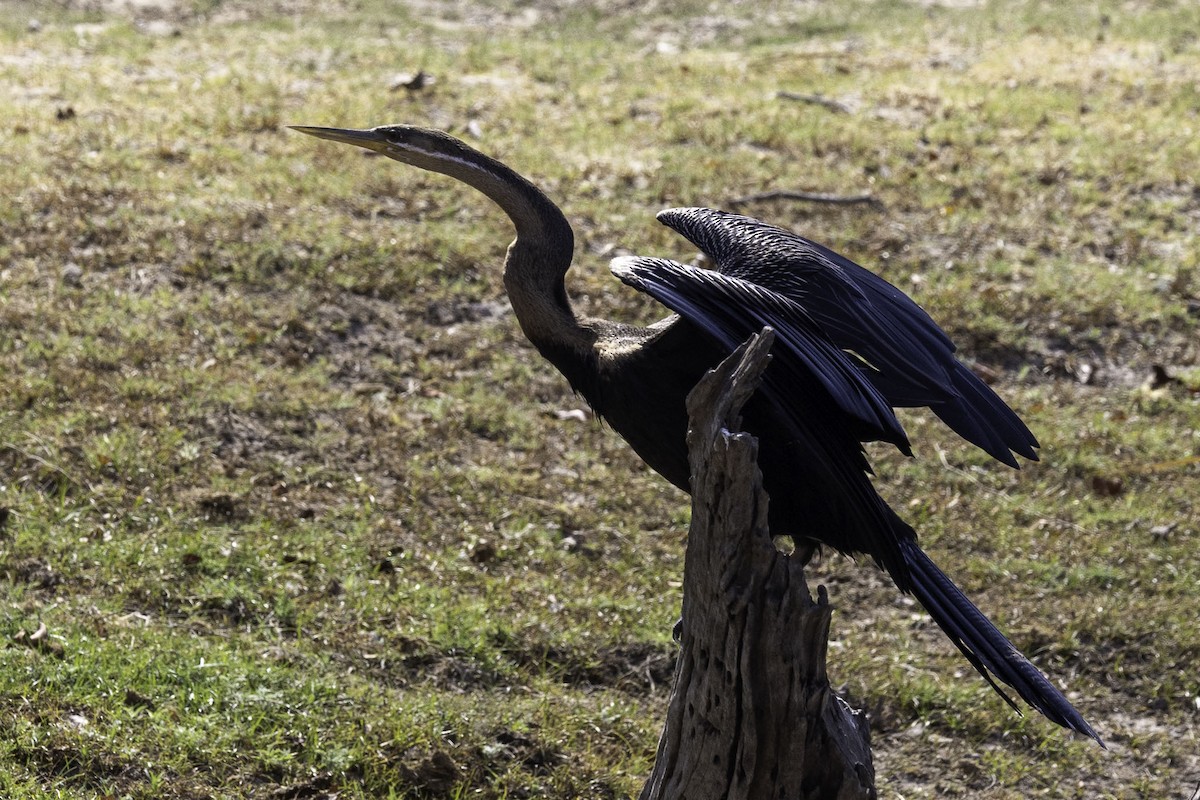 anhinga africká - ML644218946