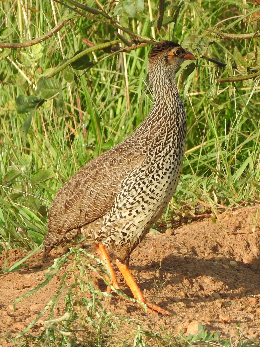 Francolin à bec jaune - ML644218949