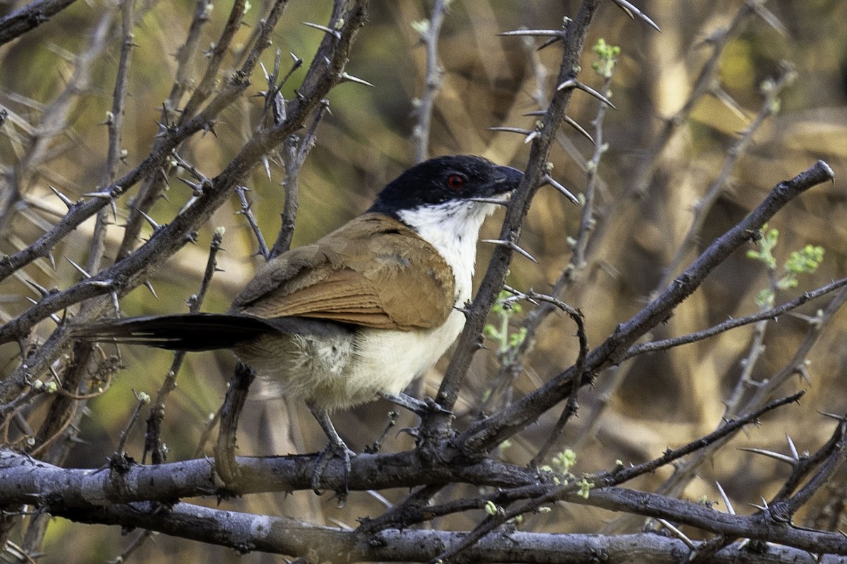 セネガルバンケン - ML644218974