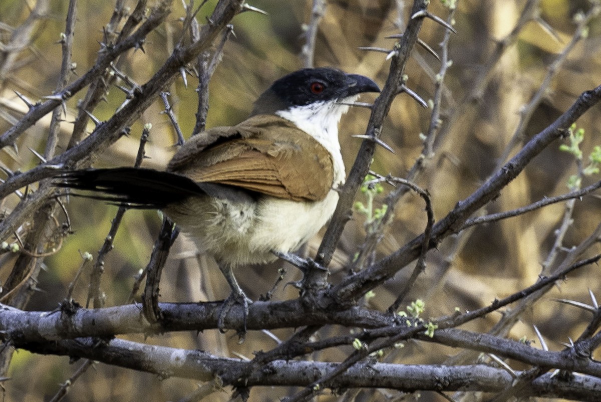 セネガルバンケン - ML644218975