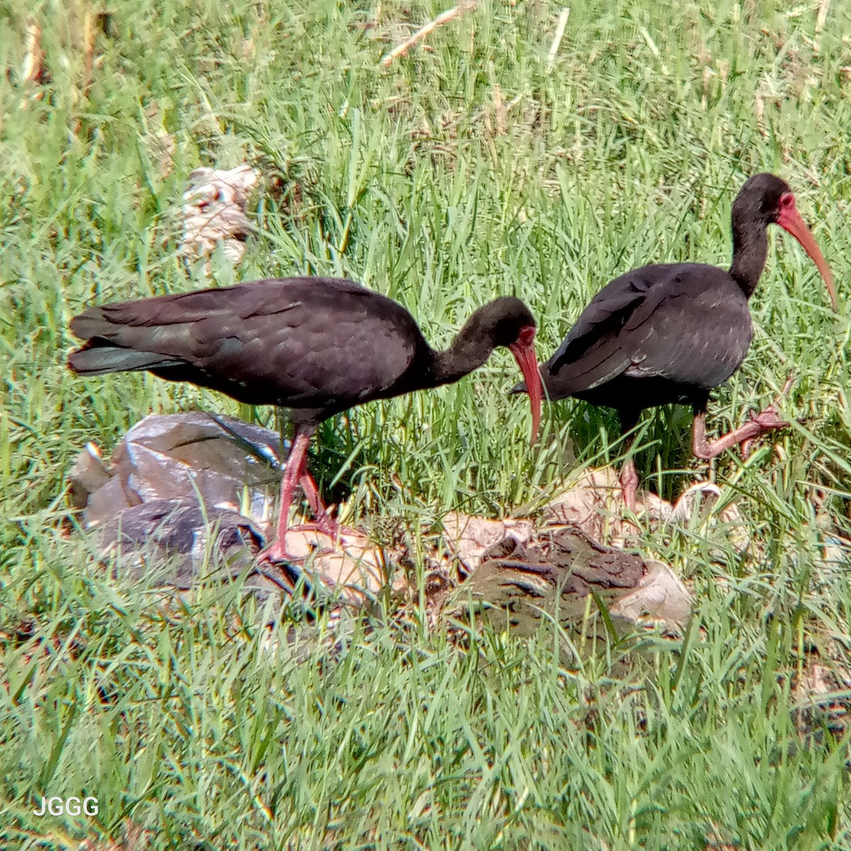 Bare-faced Ibis - ML644218981