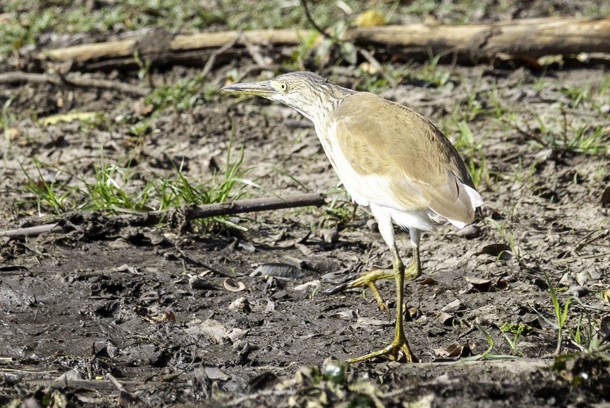 Squacco Heron - ML644218989