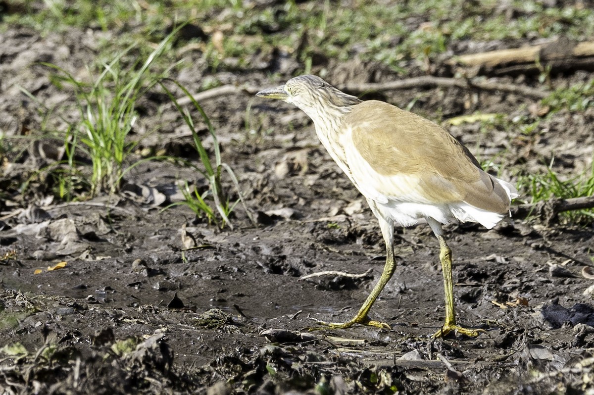 Squacco Heron - ML644218990