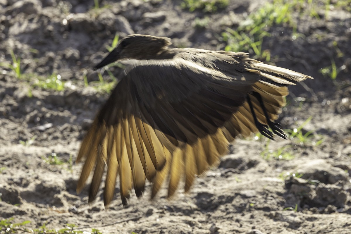 Hamerkop - ML644219002