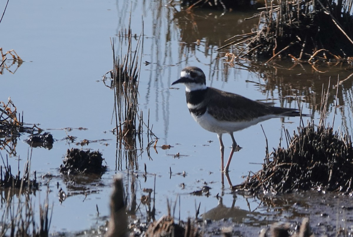 kulík rezavoocasý - ML644219011