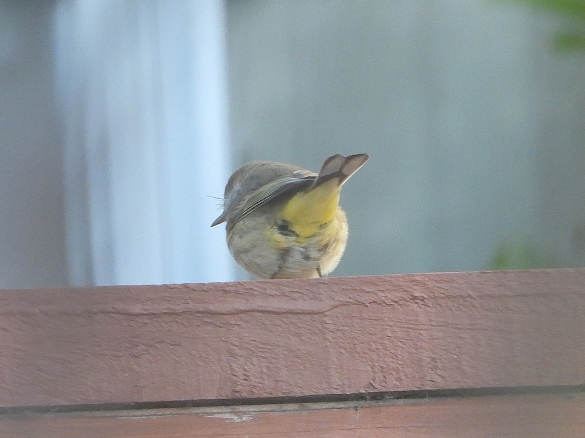 Palm Warbler - ML644219016