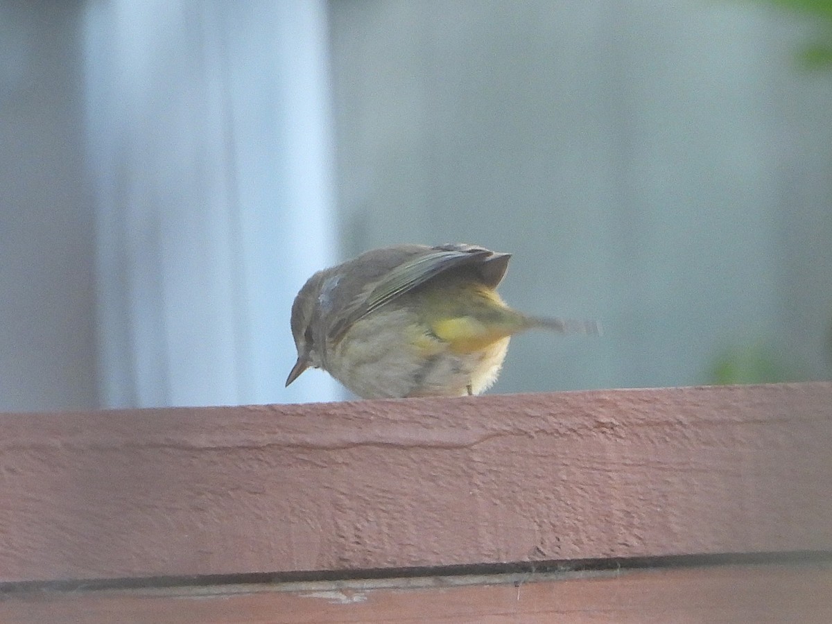 Palm Warbler - ML644219017