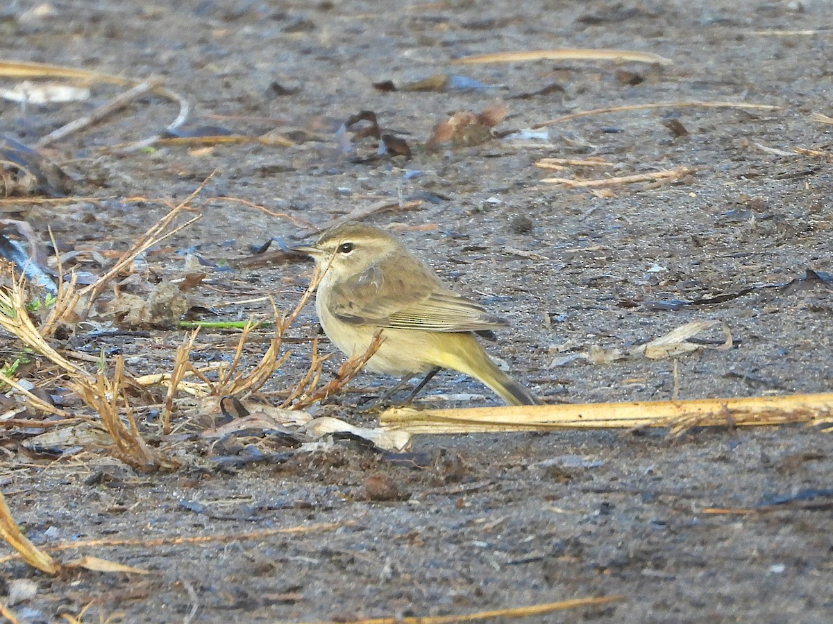 Palm Warbler - ML644219018