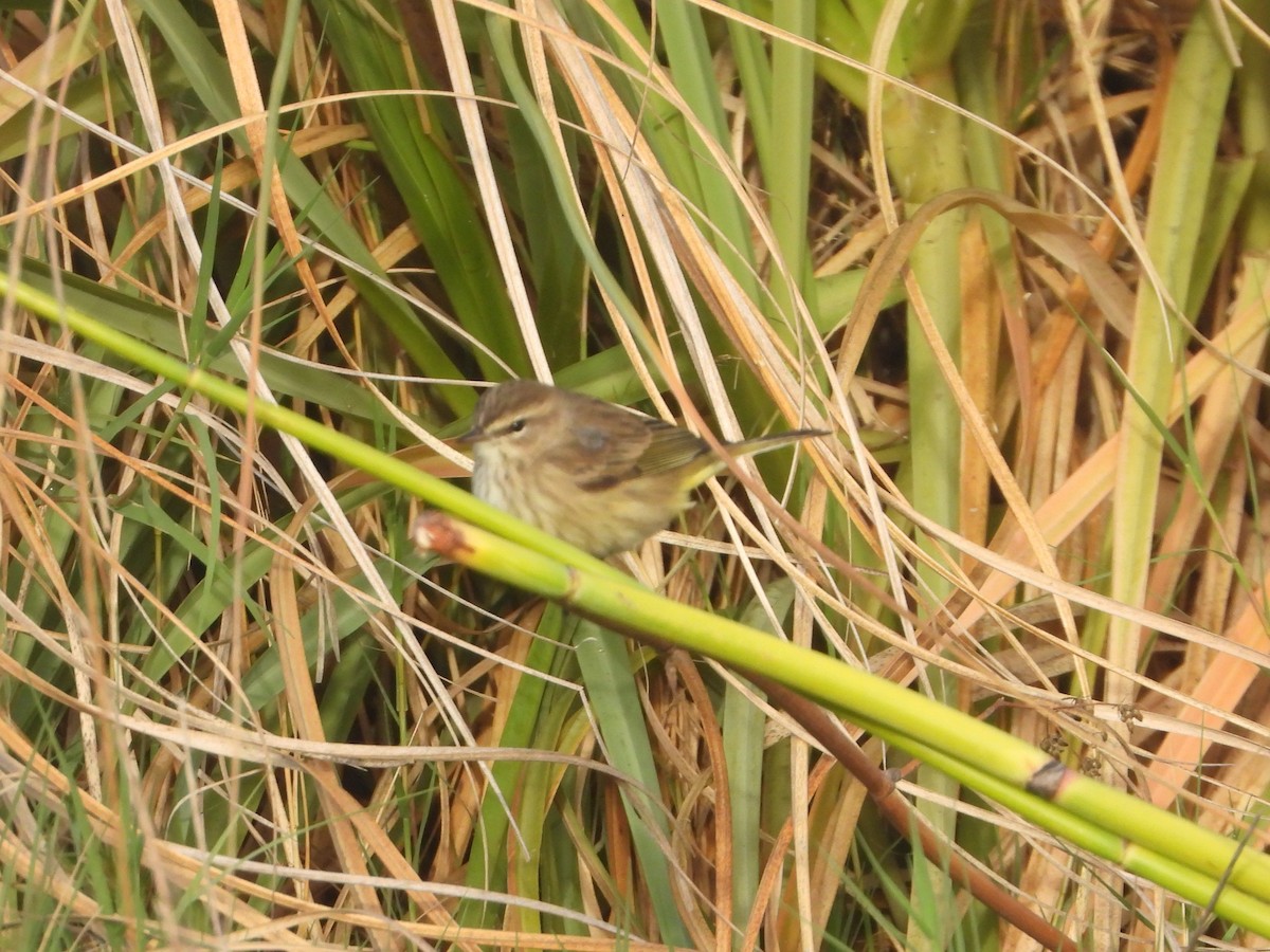 Palm Warbler - ML644219019