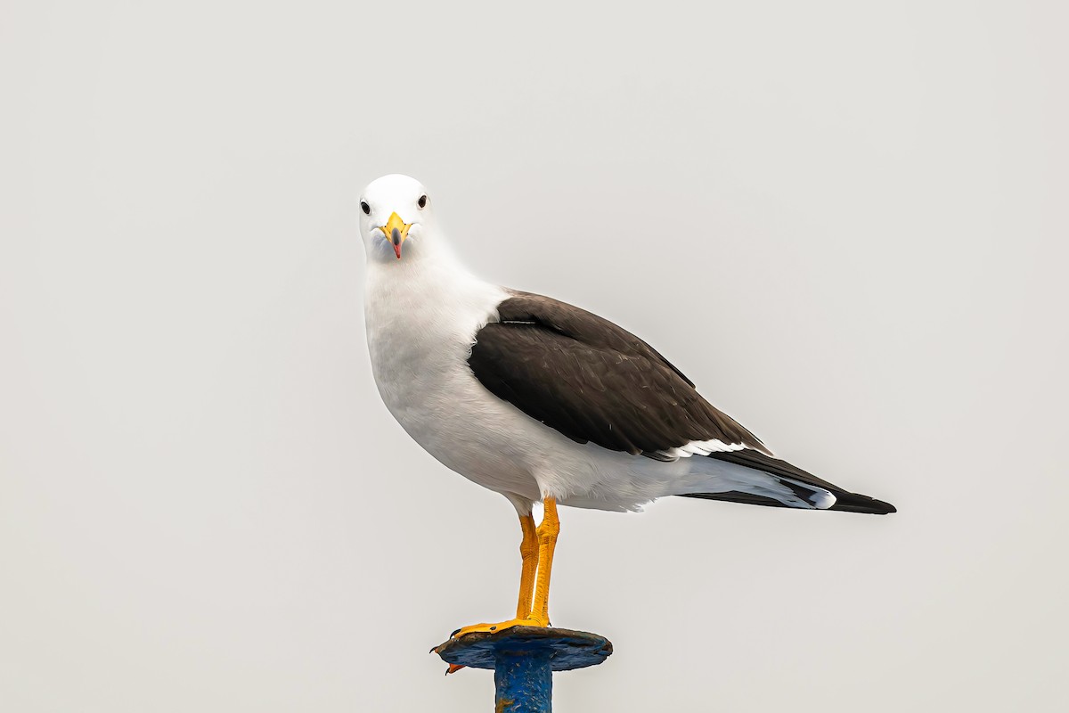 Goéland siméon - ML644219020