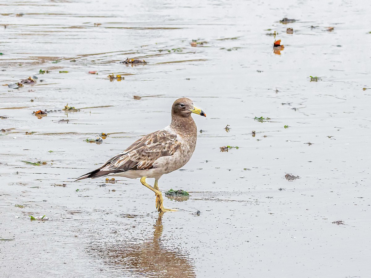Goéland siméon - ML644219021