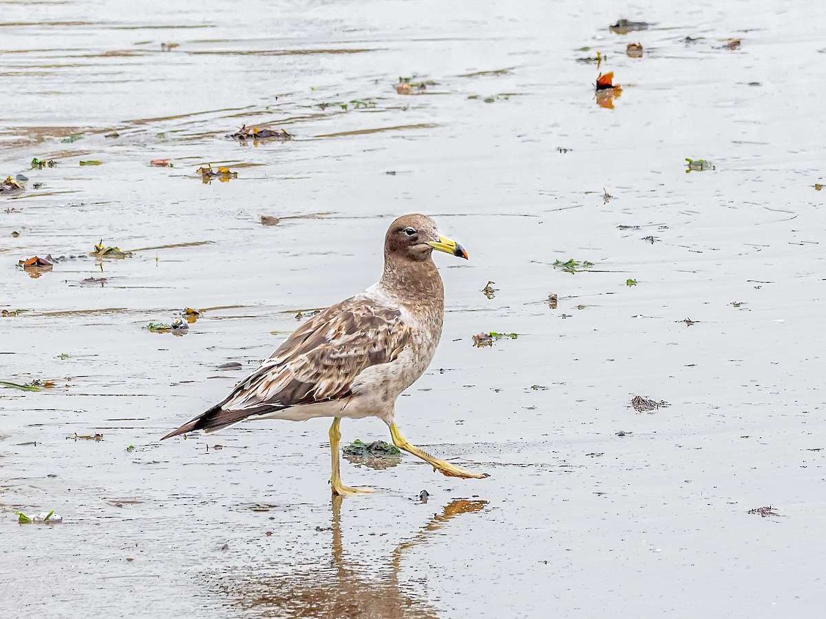 Goéland siméon - ML644219022
