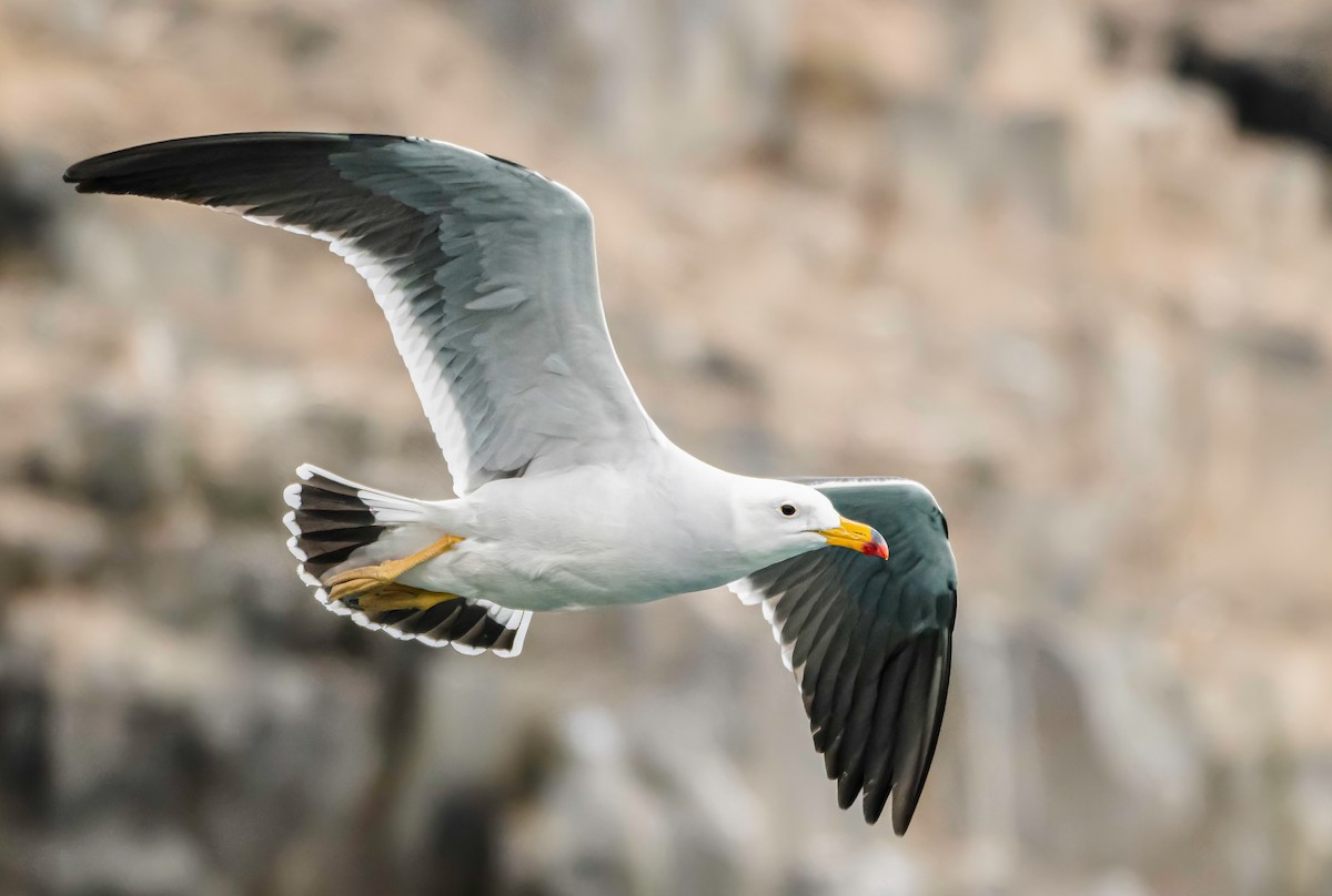 Goéland siméon - ML644219023