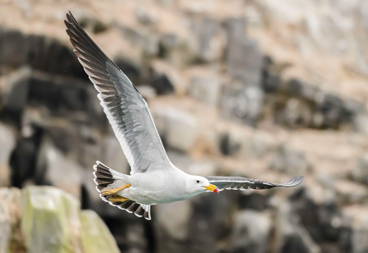 Goéland siméon - ML644219024