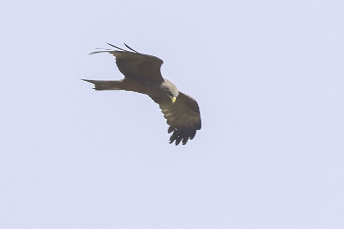 Black-winged Kite - ML644219025